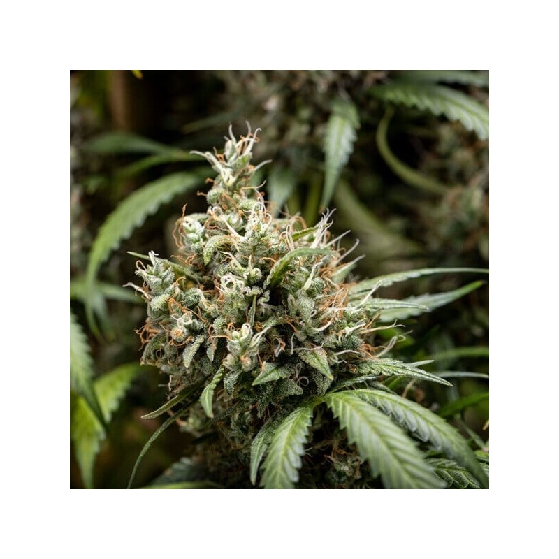 Cookies Gelato Auto semi cannabis Royal Queen Seeds