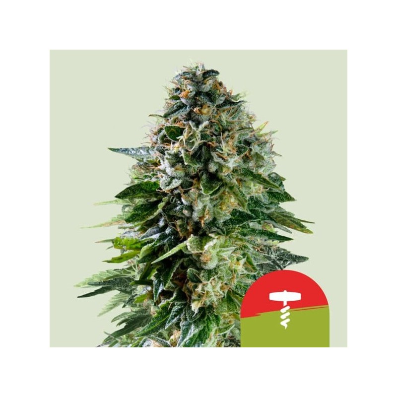 Corkscrew Auto semi cannabis Royal Queen Seeds