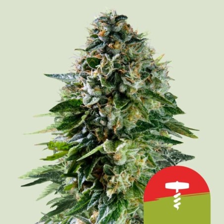Corkscrew Auto semi cannabis Royal Queen Seeds