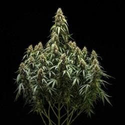 Corkscrew Auto semi cannabis Royal Queen Seeds