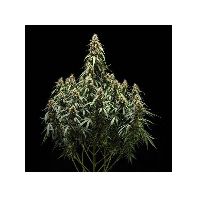 Corkscrew Auto semi cannabis Royal Queen Seeds