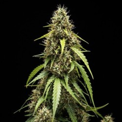 Corkscrew Auto semi cannabis Royal Queen Seeds