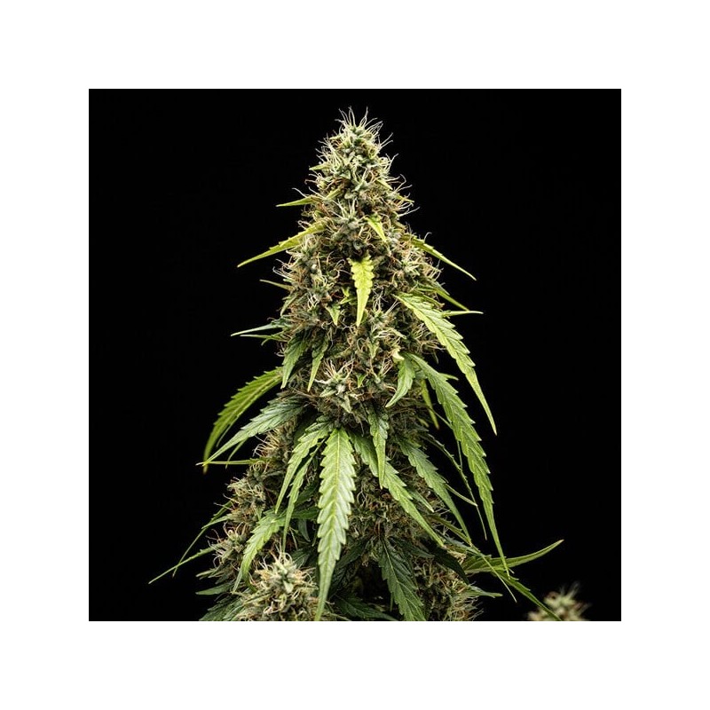 Corkscrew Auto semi cannabis Royal Queen Seeds