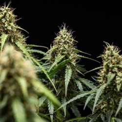 Corkscrew Auto semi cannabis Royal Queen Seeds
