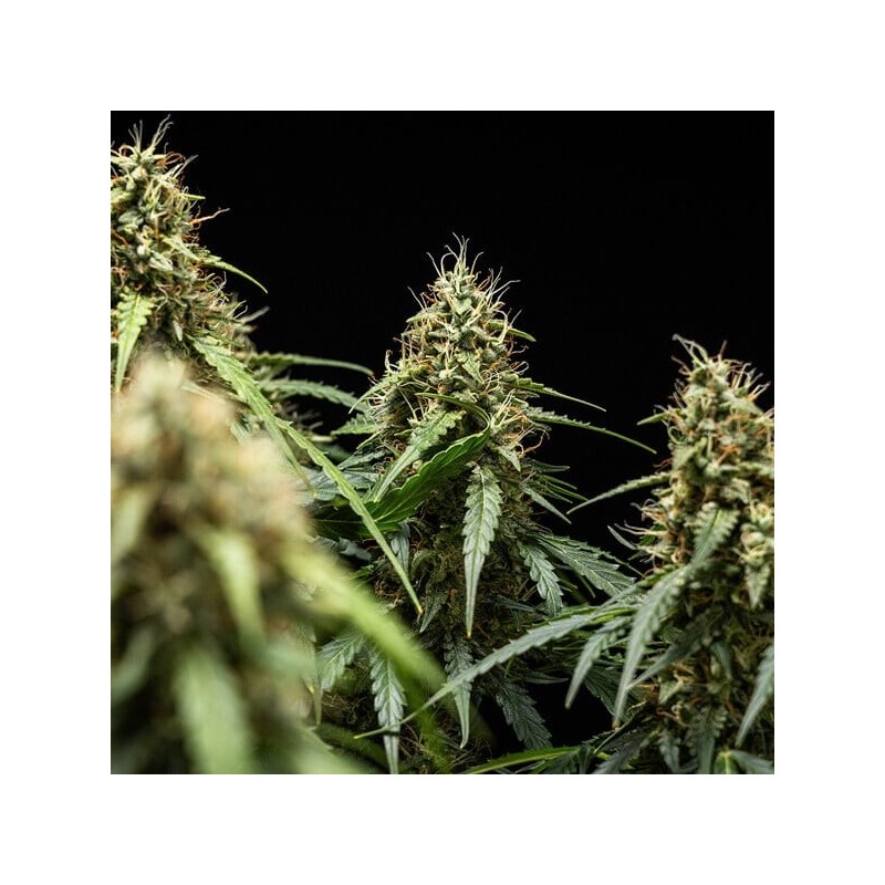 Corkscrew Auto semi cannabis Royal Queen Seeds