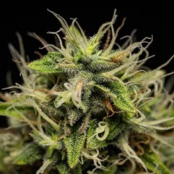 Corkscrew Auto semi cannabis Royal Queen Seeds