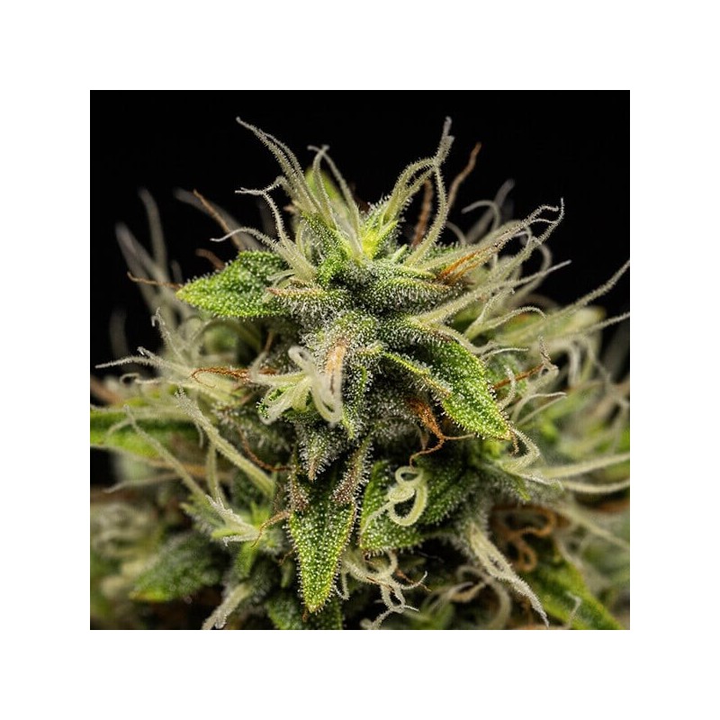 Corkscrew Auto semi cannabis Royal Queen Seeds