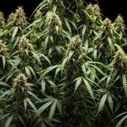 Corkscrew Auto semi cannabis Royal Queen Seeds