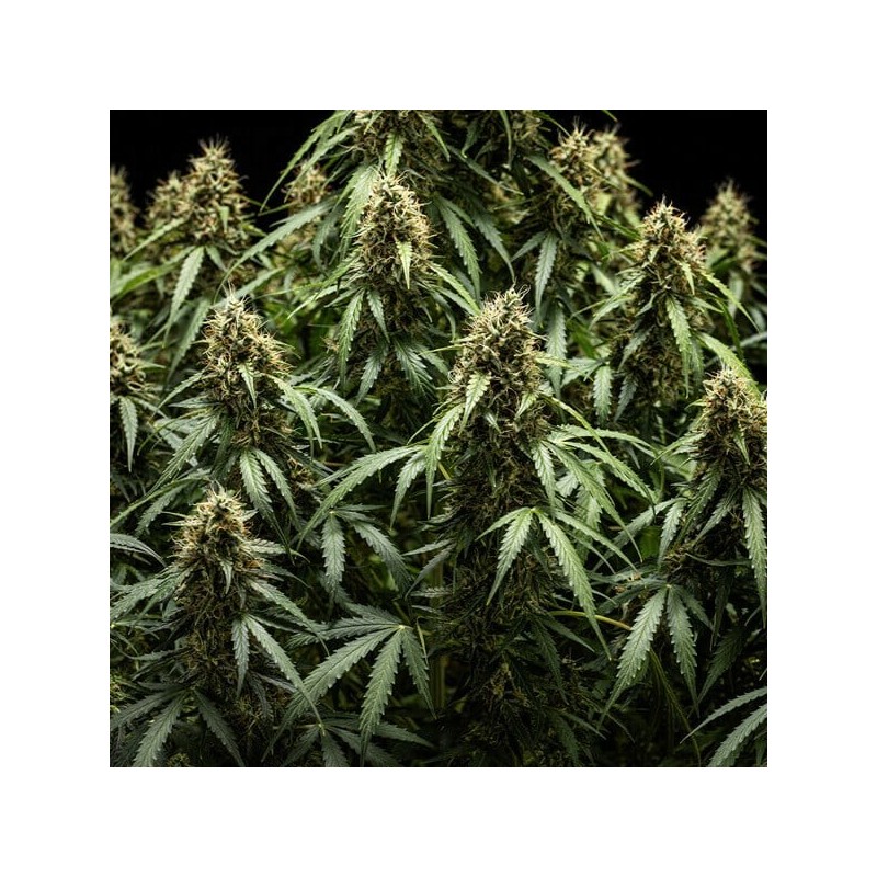 Corkscrew Auto semi cannabis Royal Queen Seeds