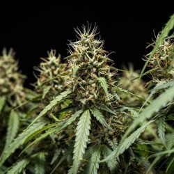 Corkscrew Auto semi cannabis Royal Queen Seeds