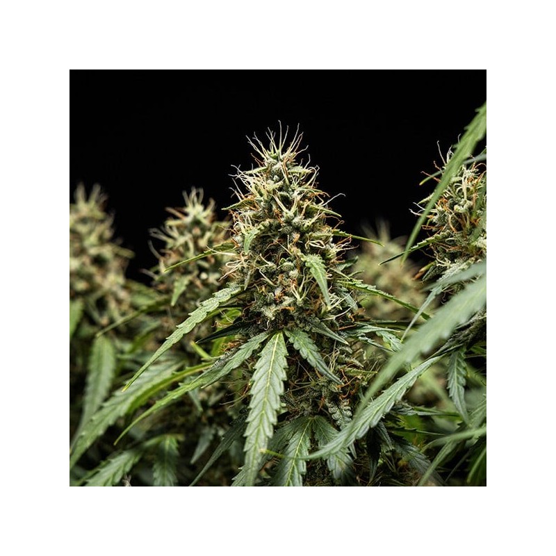 Corkscrew Auto semi cannabis Royal Queen Seeds