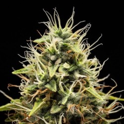 Corkscrew Auto semi cannabis Royal Queen Seeds