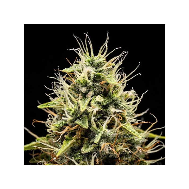 Corkscrew Auto semi cannabis Royal Queen Seeds