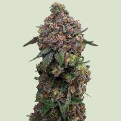 Cosmic Cheddar F1 semi cannabis Royal Queen Seeds