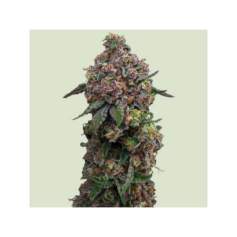 Cosmic Cheddar F1 semi cannabis Royal Queen Seeds