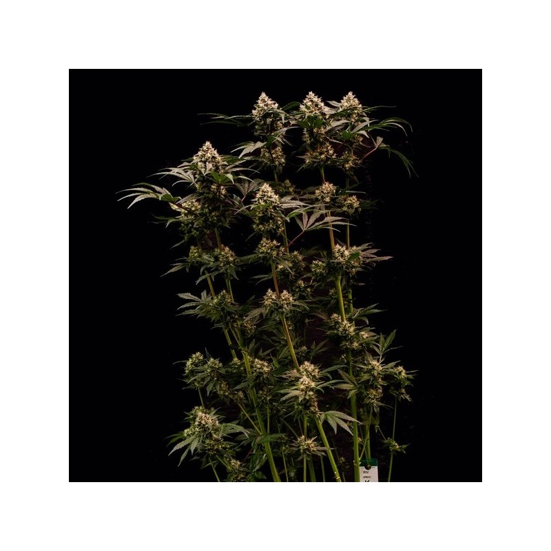 Cosmic Cheddar F1 semi cannabis Royal Queen Seeds