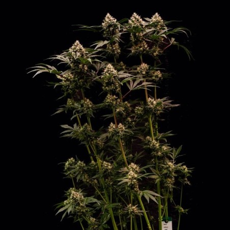 Cosmic Cheddar F1 semi cannabis Royal Queen Seeds
