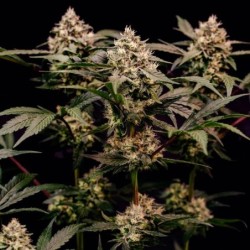 Cosmic Cheddar F1 semi cannabis Royal Queen Seeds