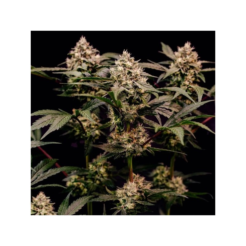 Cosmic Cheddar F1 semi cannabis Royal Queen Seeds