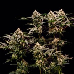 Cosmic Cheddar F1 semi cannabis Royal Queen Seeds