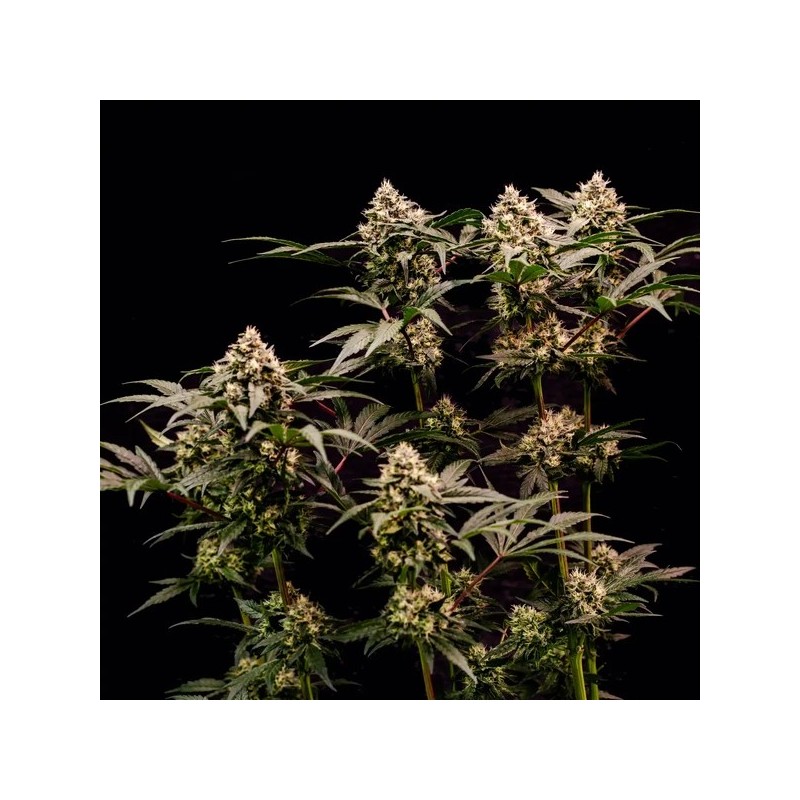 Cosmic Cheddar F1 semi cannabis Royal Queen Seeds