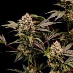 Cosmic Cheddar F1 semi cannabis Royal Queen Seeds