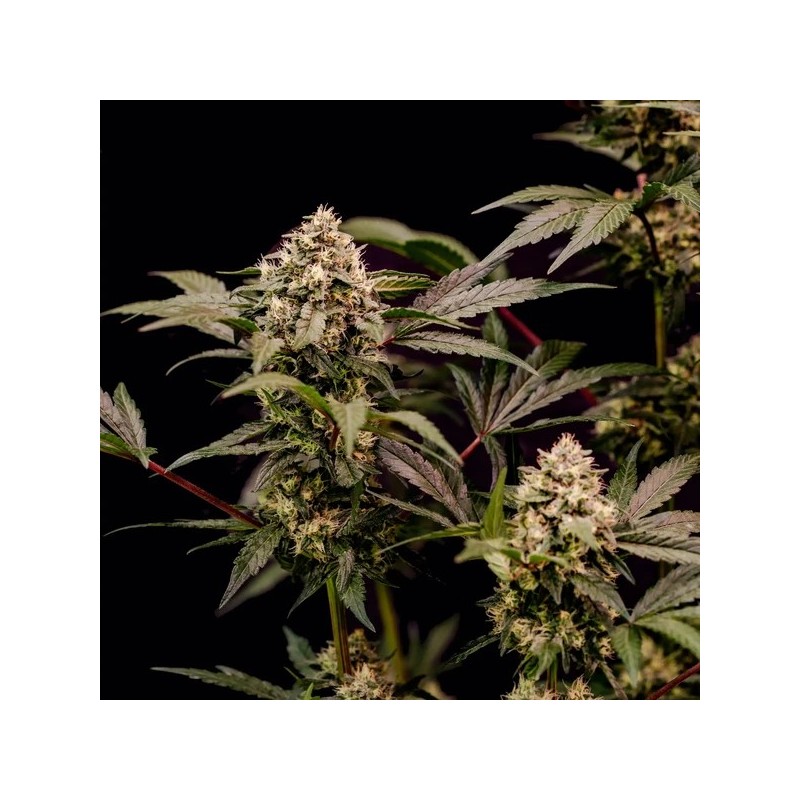 Cosmic Cheddar F1 semi cannabis Royal Queen Seeds