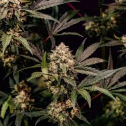 Cosmic Cheddar F1 semi cannabis Royal Queen Seeds
