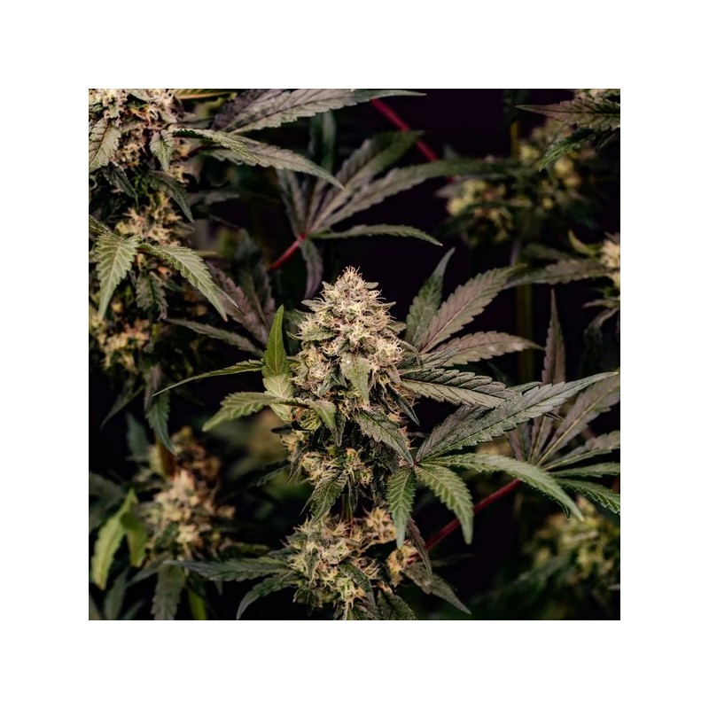 Cosmic Cheddar F1 semi cannabis Royal Queen Seeds