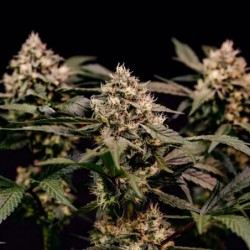 Cosmic Cheddar F1 semi cannabis Royal Queen Seeds