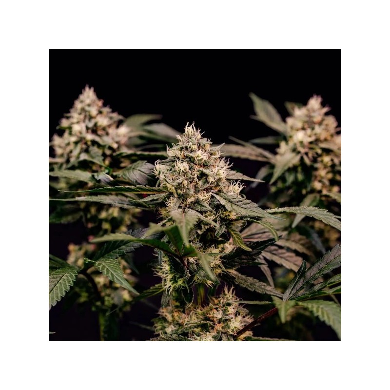 Cosmic Cheddar F1 semi cannabis Royal Queen Seeds
