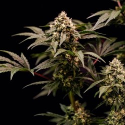 Cosmic Cheddar F1 semi cannabis Royal Queen Seeds