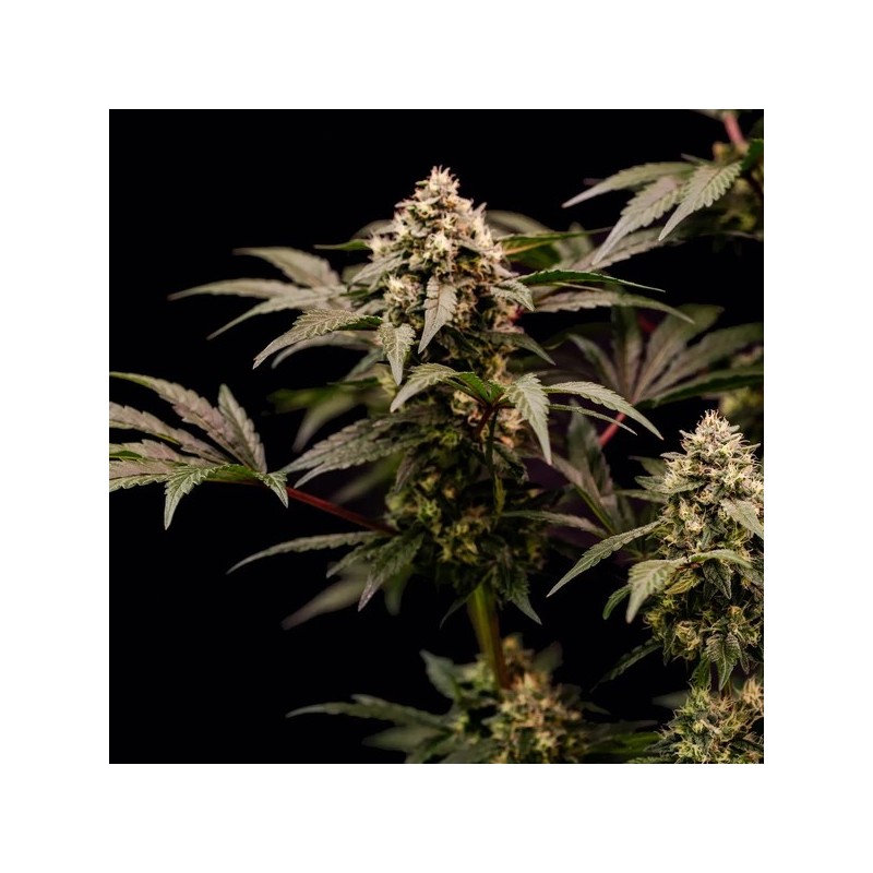 Cosmic Cheddar F1 semi cannabis Royal Queen Seeds
