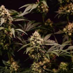 Cosmic Cheddar F1 semi cannabis Royal Queen Seeds