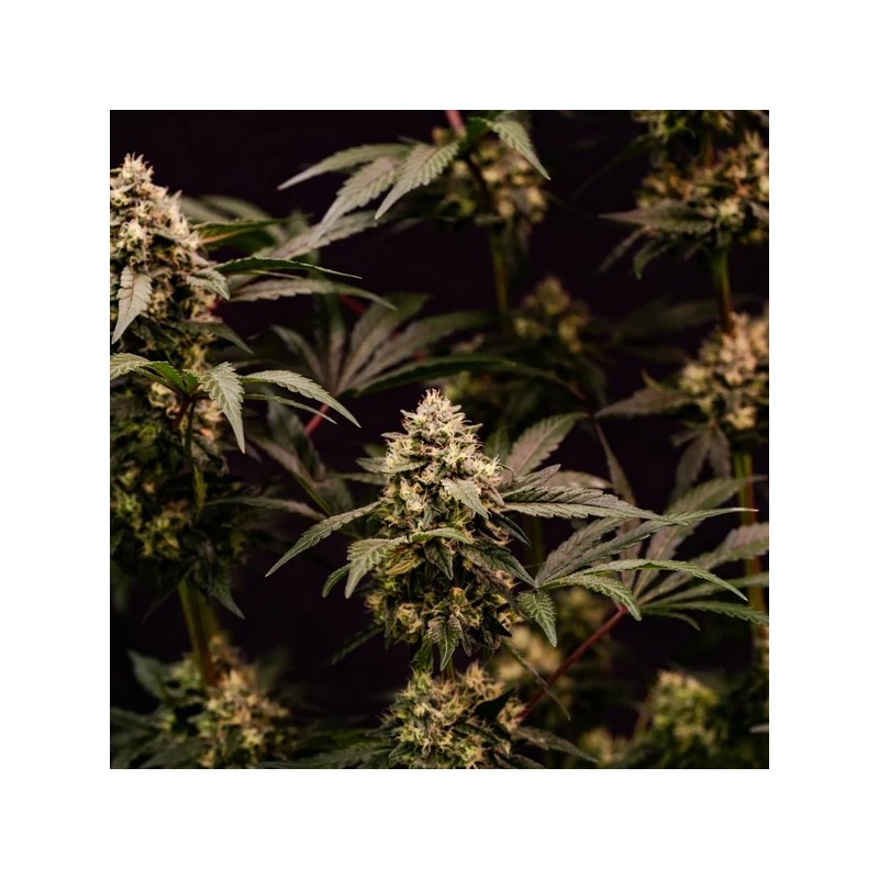 Cosmic Cheddar F1 semi cannabis Royal Queen Seeds