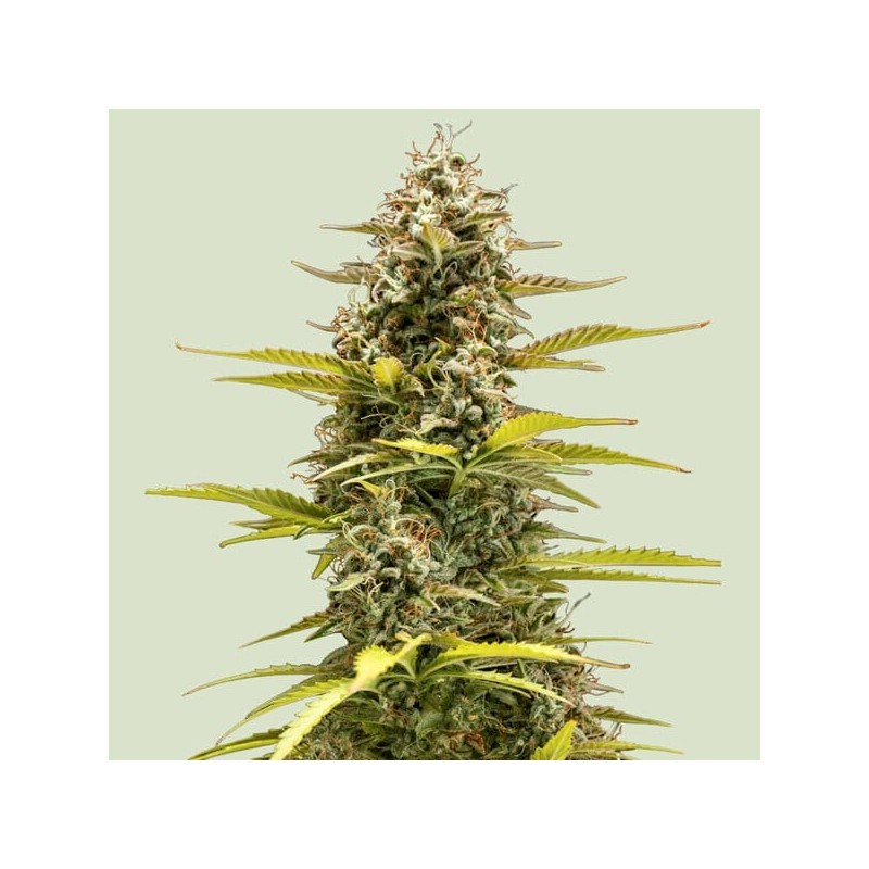 Cosmos F1 CBD Auto semi cannabis Royal Queen Seeds