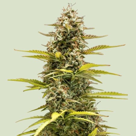 Cosmos F1 CBD Auto semi cannabis Royal Queen Seeds