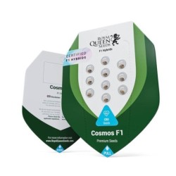 Cosmos F1 CBD Auto semi cannabis Royal Queen Seeds