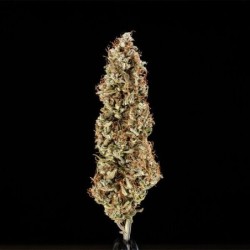 Cosmos F1 CBD Auto semi cannabis Royal Queen Seeds