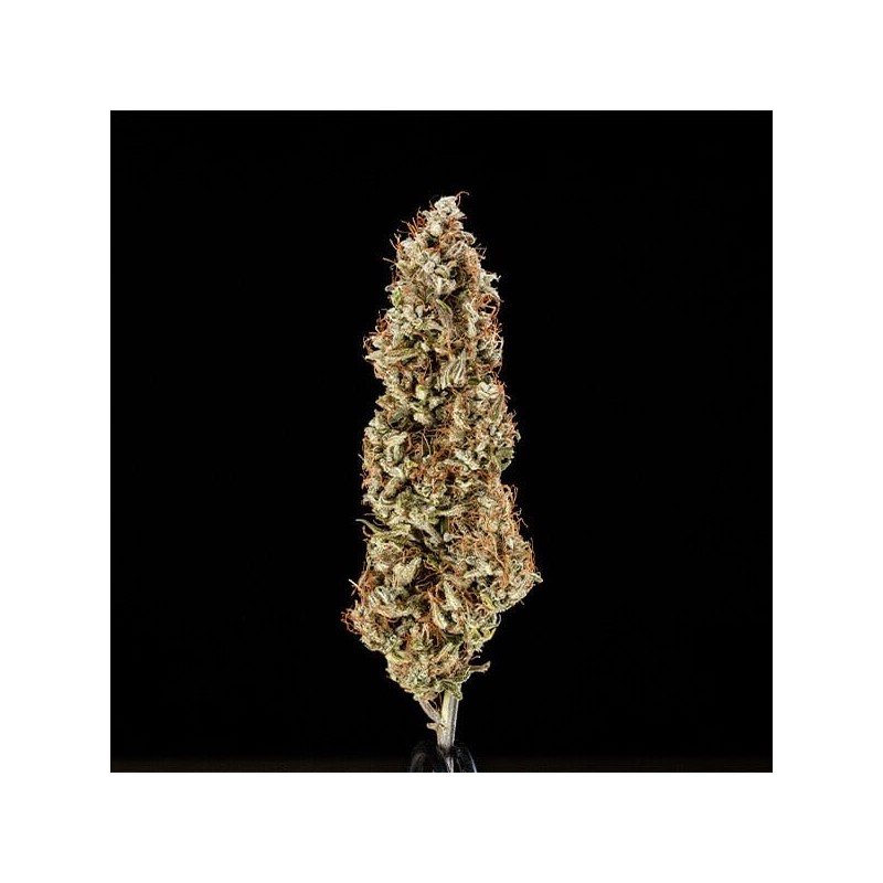Cosmos F1 CBD Auto semi cannabis Royal Queen Seeds