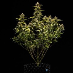 Cosmos F1 CBD Auto semi cannabis Royal Queen Seeds