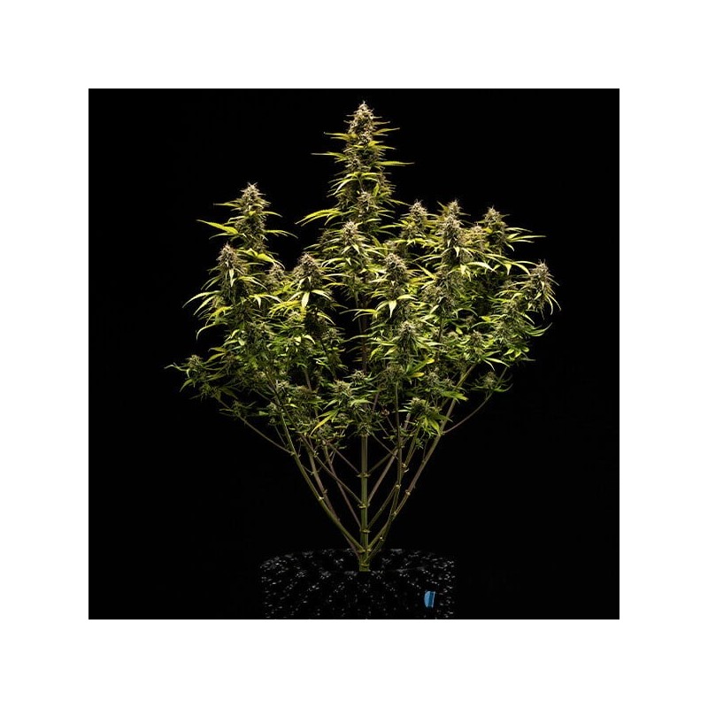 Cosmos F1 CBD Auto semi cannabis Royal Queen Seeds