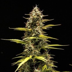 Cosmos F1 CBD Auto semi cannabis Royal Queen Seeds