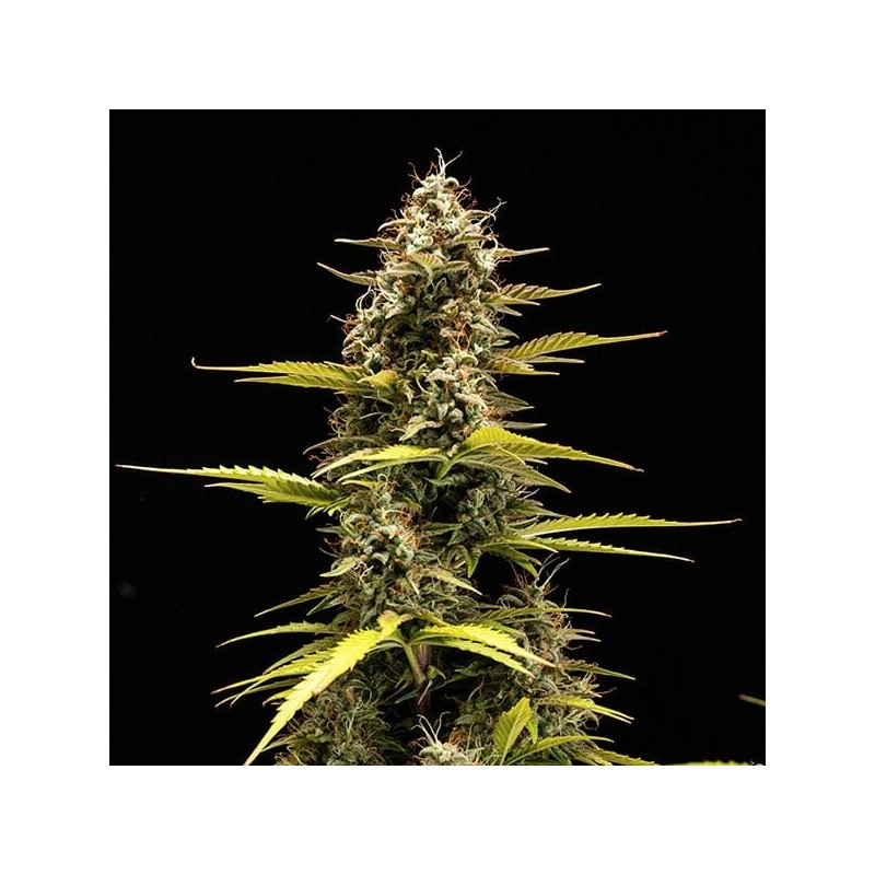 Cosmos F1 CBD Auto semi cannabis Royal Queen Seeds