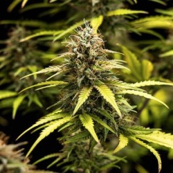 Cosmos F1 CBD Auto semi cannabis Royal Queen Seeds