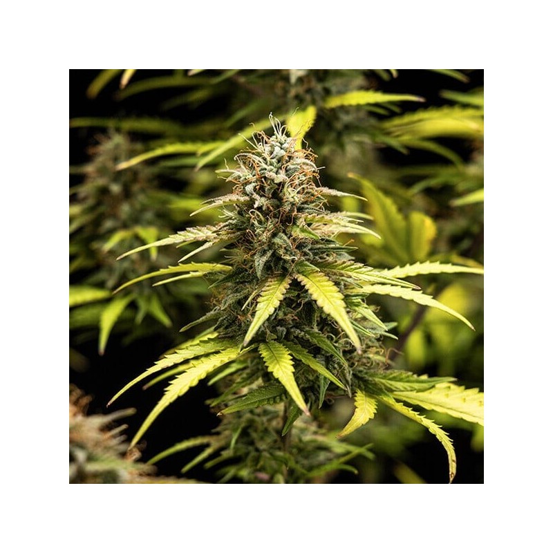 Cosmos F1 CBD Auto semi cannabis Royal Queen Seeds