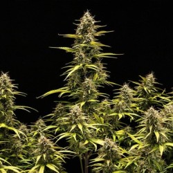 Cosmos F1 CBD Auto semi cannabis Royal Queen Seeds