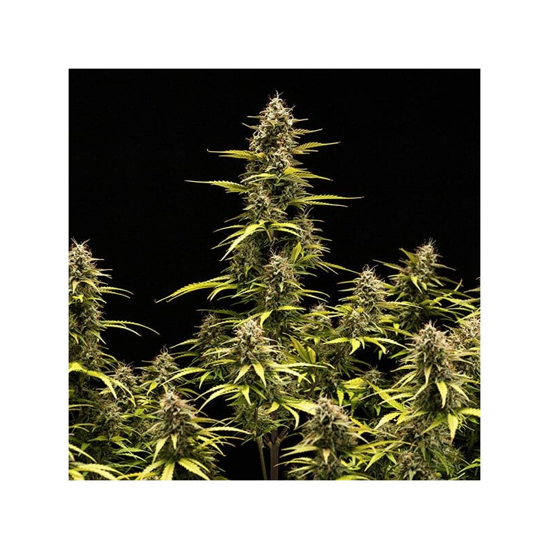 Cosmos F1 CBD Auto semi cannabis Royal Queen Seeds