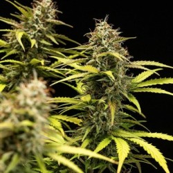 Cosmos F1 CBD Auto semi cannabis Royal Queen Seeds