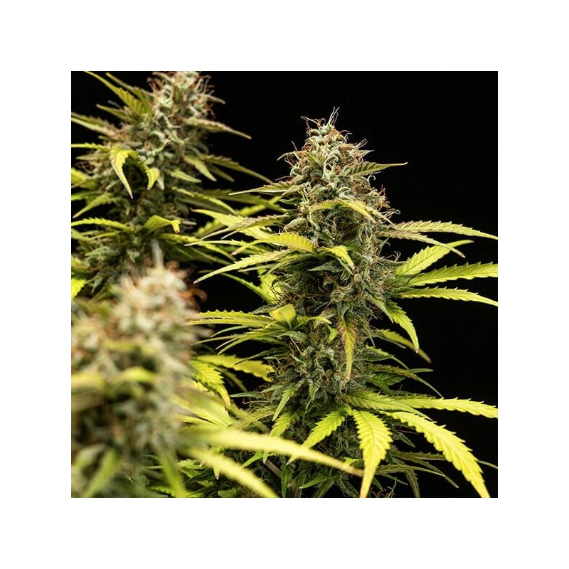 Cosmos F1 CBD Auto semi cannabis Royal Queen Seeds